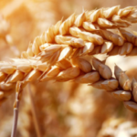 Grain Management: Strategies, Best Practices, and Modern Approaches