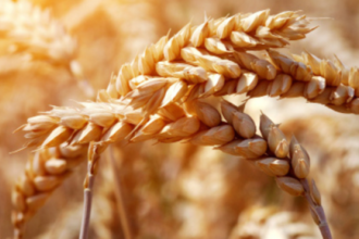 Grain Management: Strategies, Best Practices, and Modern Approaches