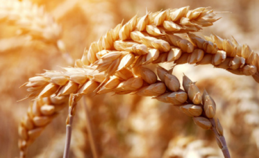 Grain Management: Strategies, Best Practices, and Modern Approaches